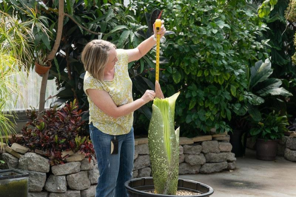 Colorado State University's stinky corpse flower preparing to bloom Colorado State University's stinky corpse flower preparing to bloom