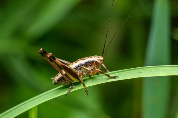Crickets swarm towns in the West Crickets swarm towns in the West