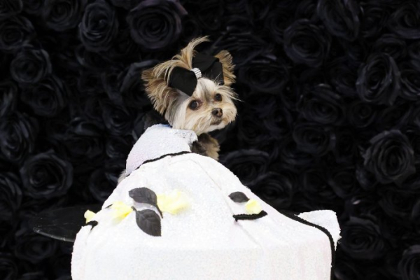 Dogs don Met Gala-inspired looks at Pet Gala fashion show Dogs don Met Gala-inspired looks at Pet Gala fashion show