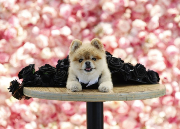 Dogs don Met Gala-inspired looks at Pet Gala fashion show Dogs don Met Gala-inspired looks at Pet Gala fashion show