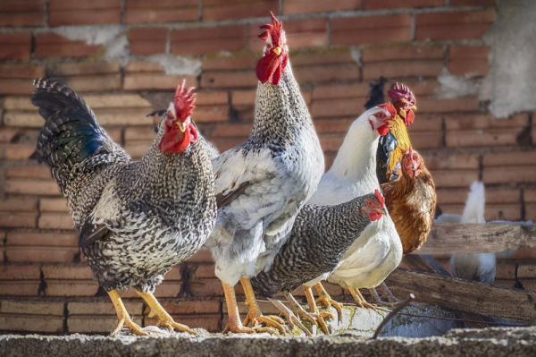 Dozens of chickens escape into Brooklyn. N.Y., road Dozens of chickens escape into Brooklyn. N.Y., road