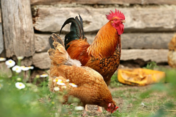 Flock of noisy feral chickens keeps village residents up at night Flock of noisy feral chickens keeps village residents up at night