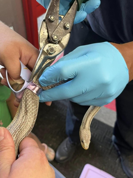Pet snake rescued from teacup in Michigan Pet snake rescued from teacup in Michigan
