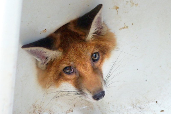 Stuck fox cub rescued from drain hole of discarded sink Stuck fox cub rescued from drain hole of discarded sink