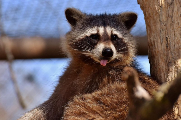 Tokyo struggling to deal with crop-destroying raccoon invasion Tokyo struggling to deal with crop-destroying raccoon invasion
