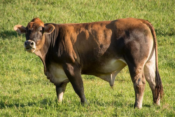 Elusive Boston cow is actually a Boston bull, officials say Elusive Boston cow is actually a Boston bull, officials say