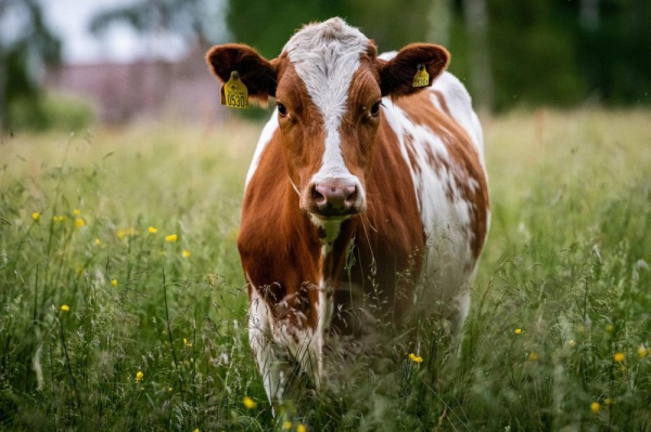 Loose cow evades animal control officers in Boston Loose cow evades animal control officers in Boston