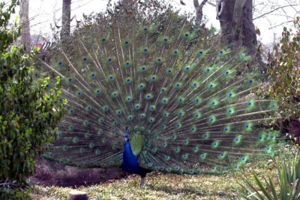 Peacock evades animal control officers in Michigan Peacock evades animal control officers in Michigan