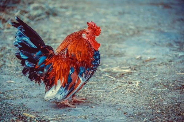Canadian pet chicken identifies letters, numbers to break world record Canadian pet chicken identifies letters, numbers to break world record
