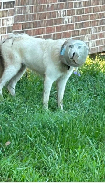 Dog with bowl stuck over her head rescued in Texas Dog with bowl stuck over her head rescued in Texas