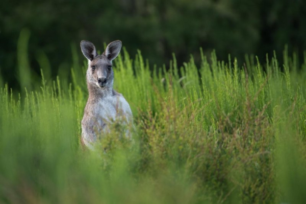 Kangaroo captured after half a year on the loose in Germany Kangaroo captured after half a year on the loose in Germany