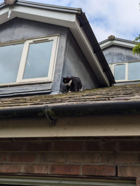 Kitten rescued after 2 days stranded on roof of 3-story home Kitten rescued after 2 days stranded on roof of 3-story home