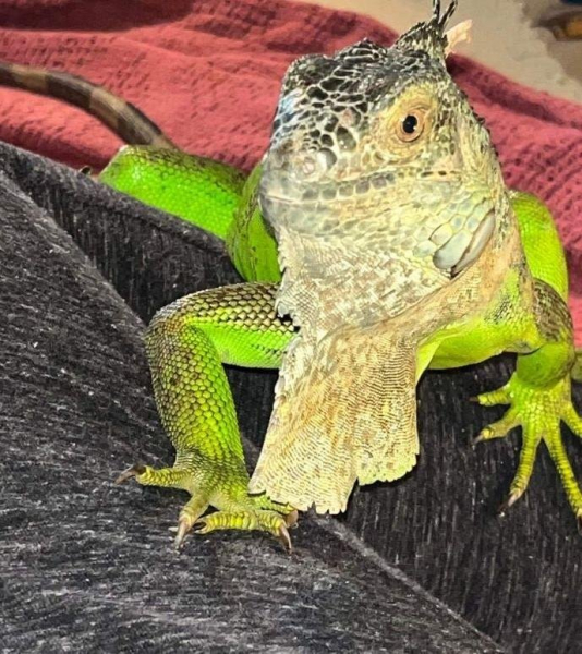 Pet iguana on the loose in Connecticut spotted at apartment complex Pet iguana on the loose in Connecticut spotted at apartment complex