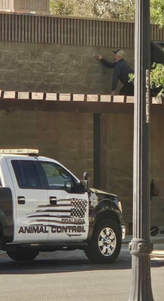 Three kittens rescued from rooftop rain gutter in California Three kittens rescued from rooftop rain gutter in California