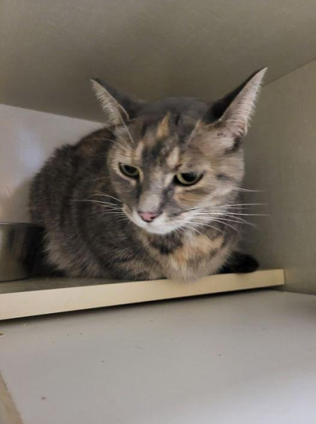 Cat missing for a year turns up more than 600 miles from home Cat missing for a year turns up more than 600 miles from home