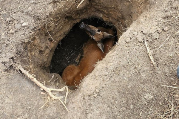 Firefighters hoist deer out of hole on Wisconsin college campus Firefighters hoist deer out of hole on Wisconsin college campus