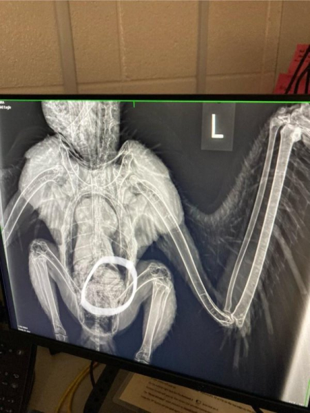 'Injured' bald eagle at Missouri national park was 'too fat to fly' 'Injured' bald eagle at Missouri national park was 'too fat to fly'