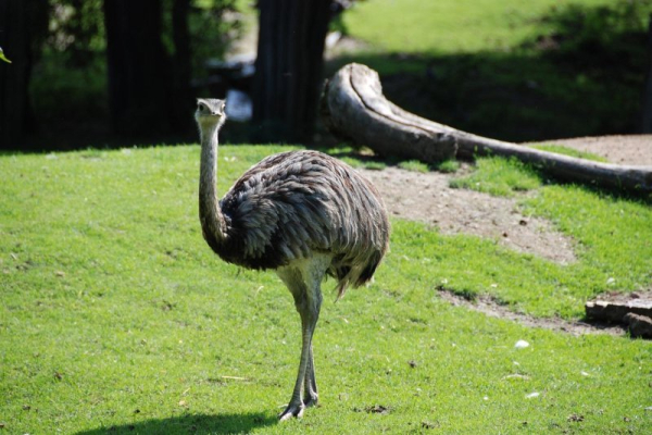 Loose emu rounded up after several days near Indiana highway Loose emu rounded up after several days near Indiana highway