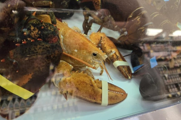 Orange lobster returned to the wild after arrival at Long Island store Orange lobster returned to the wild after arrival at Long Island store