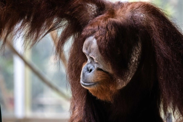 Orangutan briefly escapes enclosure at Toronto Zoo Orangutan briefly escapes enclosure at Toronto Zoo