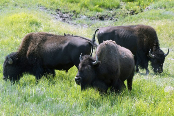 Police searching for three escaped bison in Connecticut Police searching for three escaped bison in Connecticut