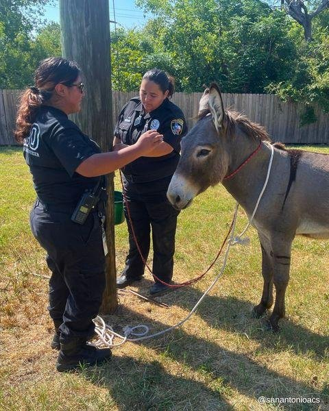 Stray donkey found wandering streets of San Antonio, Texas Stray donkey found wandering streets of San Antonio, Texas