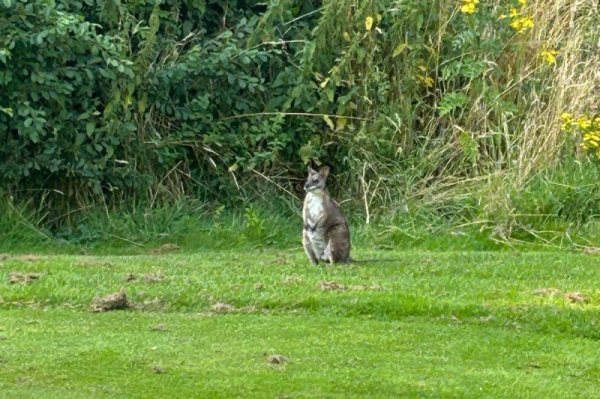 Wallaby on the loose visits golf course in England Wallaby on the loose visits golf course in England