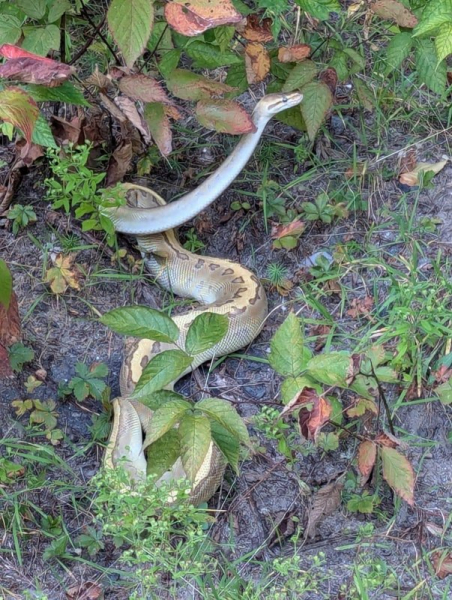 Africa-native python found near Connecticut reservoir Africa-native python found near Connecticut reservoir