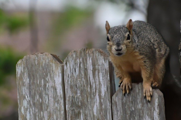 Fare-dodging squirrels cause chaos aboard train in England Fare-dodging squirrels cause chaos aboard train in England