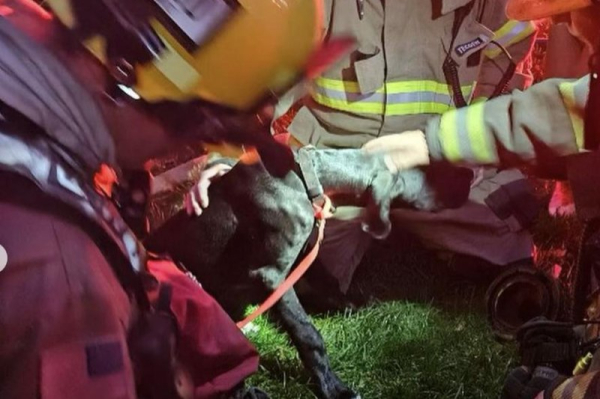 Firefighters give lifesaving CPR to dog rescued from a cooking blaze Firefighters give lifesaving CPR to dog rescued from a cooking blaze