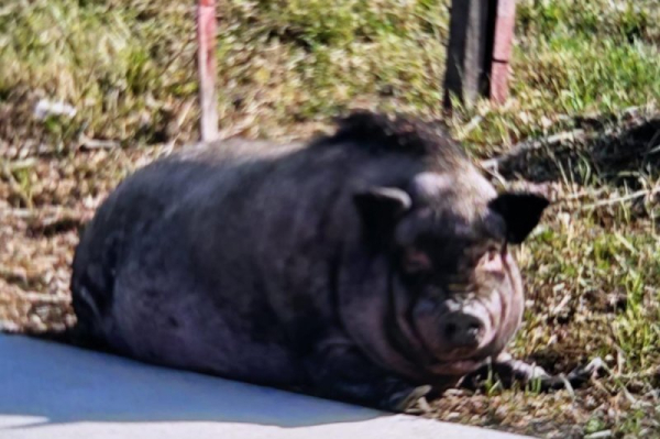 Loose pig found wandering in Wisconsin city Loose pig found wandering in Wisconsin city