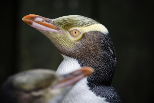 New Zealand names bird of year after contest with bird costumes, craft beer New Zealand names bird of year after contest with bird costumes, craft beer