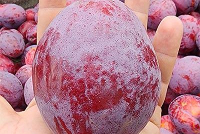 South African farmers grow world's heaviest plum South African farmers grow world's heaviest plum