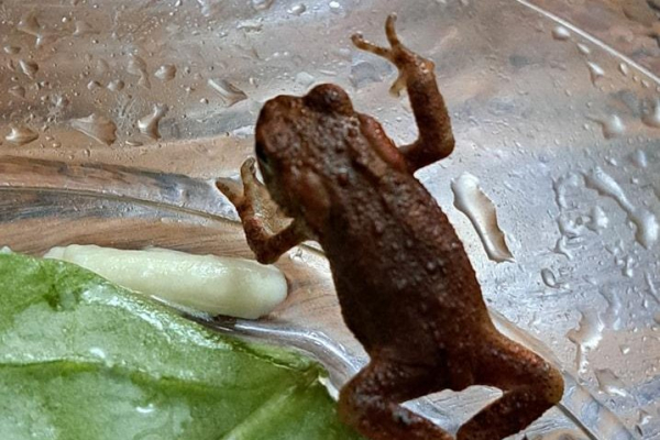 Toad found in bagged salad bought from grocery store Toad found in bagged salad bought from grocery store