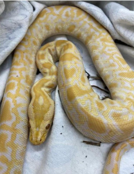 Yellow python found slithering loose in Boston Yellow python found slithering loose in Boston
