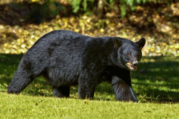 Bear visits University of Montana campus, follows student Bear visits University of Montana campus, follows student