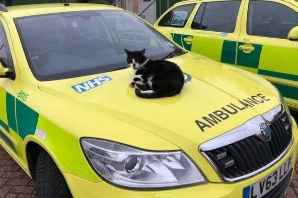 Cat living at London ambulance station spared from eviction Cat living at London ambulance station spared from eviction