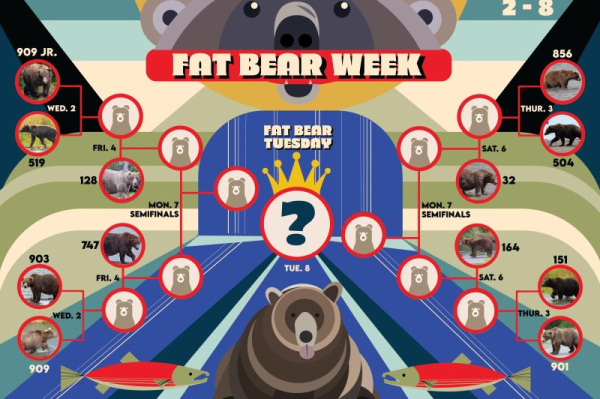 Fat Bear Week officially underway at Alaska's Katmai National Park Fat Bear Week officially underway at Alaska's Katmai National Park