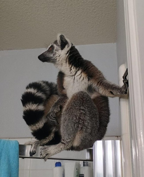 Mystery lemur found wandering loose in Houston park Mystery lemur found wandering loose in Houston park