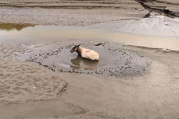 Two sheep rescued from quicksand on British bay shore Two sheep rescued from quicksand on British bay shore