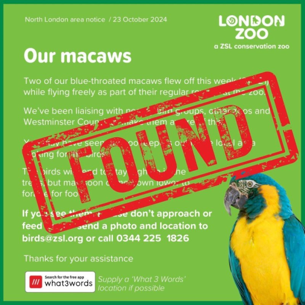 Zoo's escaped parrots found 60 miles from home Zoo's escaped parrots found 60 miles from home