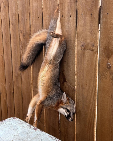 Dangling fox rescued from wooden fence in Texas Dangling fox rescued from wooden fence in Texas