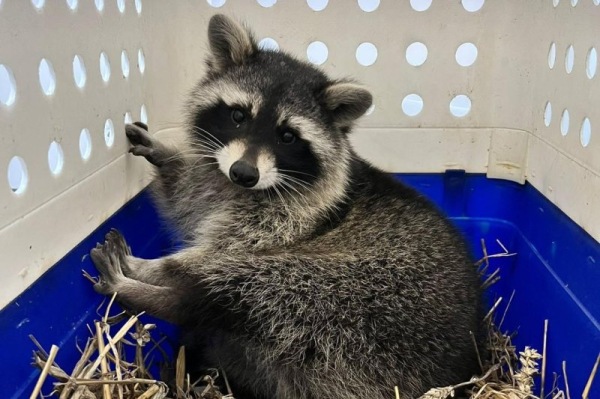 Three escaped raccoons returned to English zoo, one still loose Three escaped raccoons returned to English zoo, one still loose