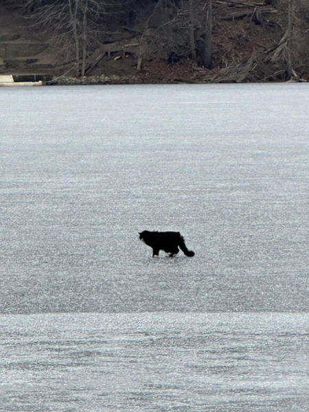 20-year-old blind cat rescued from frozen lake 20-year-old blind cat rescued from frozen lake