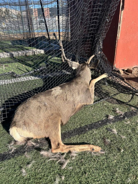 Buck freed from netting at Colorado high school batting cages Buck freed from netting at Colorado high school batting cages