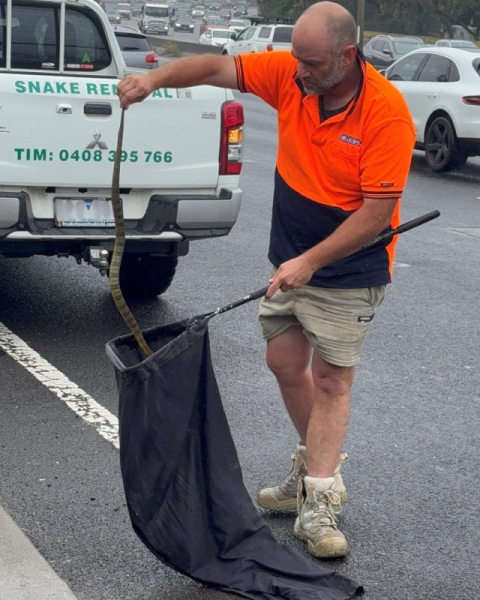 Highway driver finds venomous snake slithering up her leg Highway driver finds venomous snake slithering up her leg