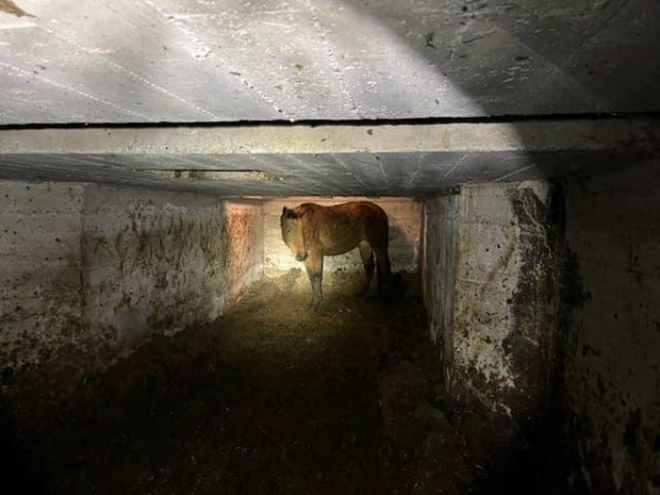 Horse rescued from basement of abandoned grain silo in California Horse rescued from basement of abandoned grain silo in California