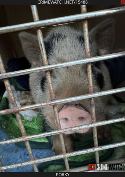 Pig captured after over a month on the loose in Pennsylvania Pig captured after over a month on the loose in Pennsylvania