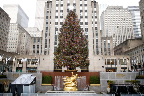 Belgian food safety authority: Do not eat Christmas trees Belgian food safety authority: Do not eat Christmas trees