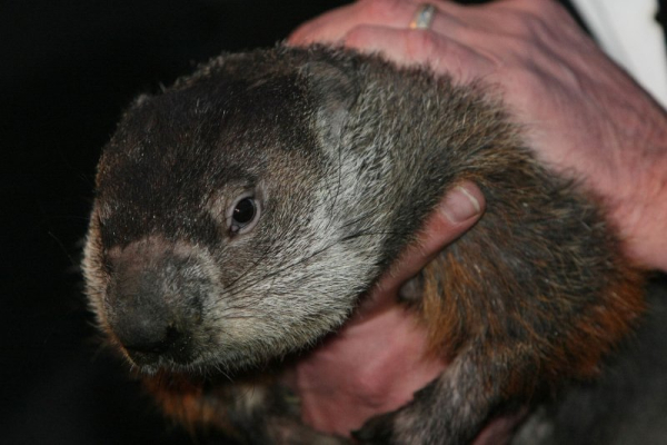 NOAA study ranks groundhogs for weather-predicting accuracy NOAA study ranks groundhogs for weather-predicting accuracy